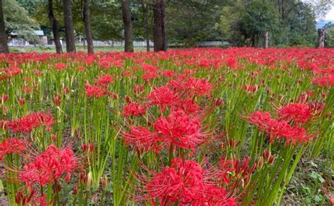 彼岸花 開花|【彼岸花】今年はヒガンバナの開花が遅い！？〜気温と開花時期。